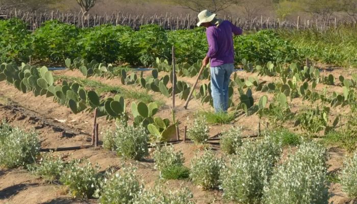  Rendimento de trabalhador rural sobe 5,5% no 1º trimestre 
